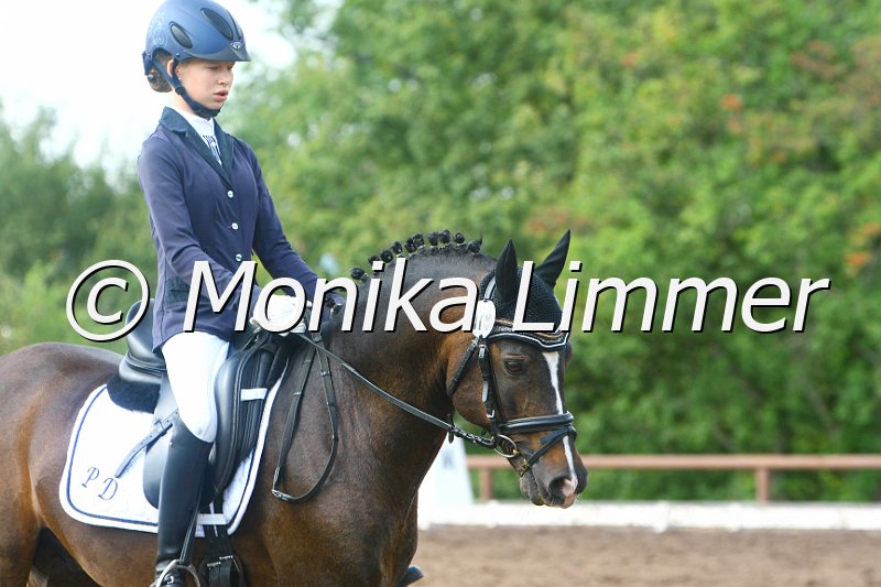 109M4078_Holsteins William_Dressur E_e.JPG